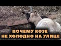 Почему козам не холодно зимой на улице