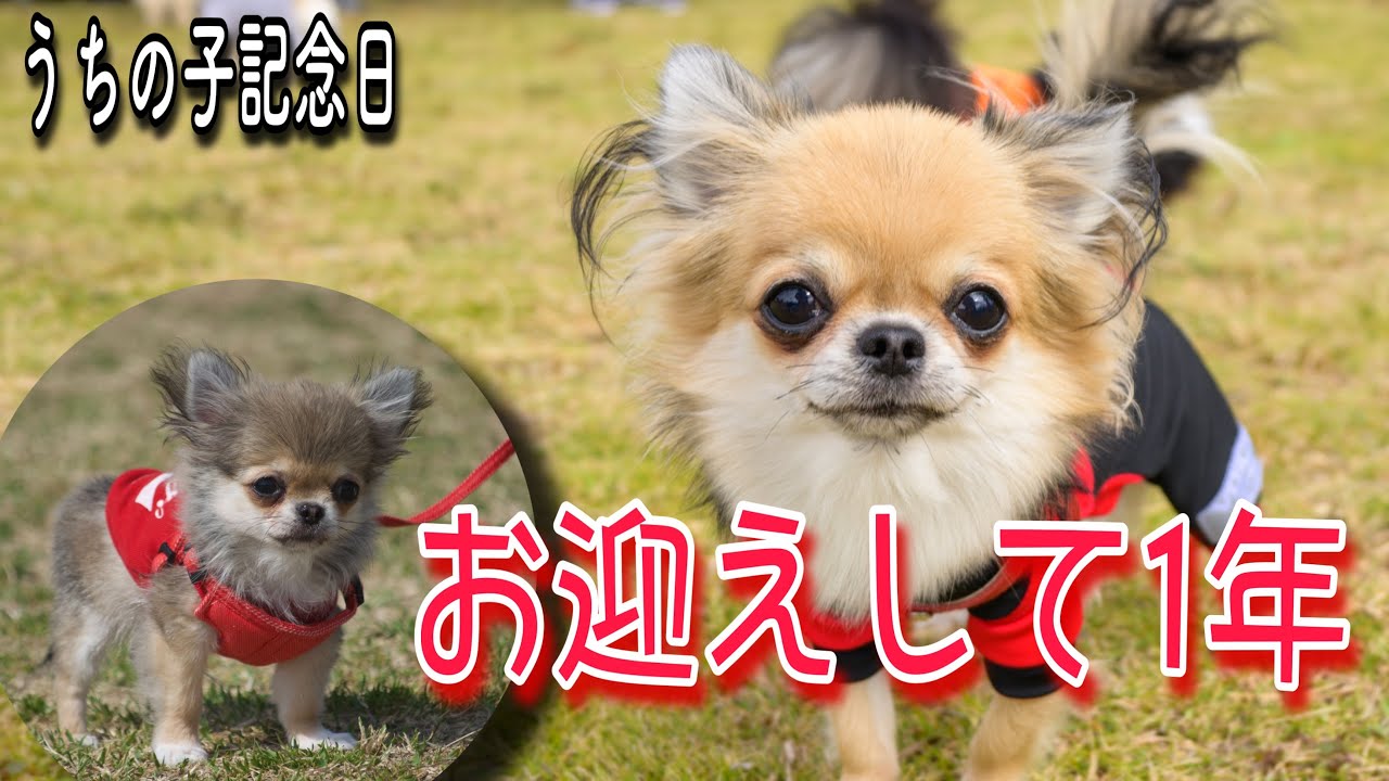 極小 チワワ 成 犬