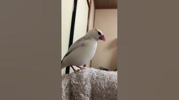 Courtship Dancing on the Arm🕺❤️ java sparrow