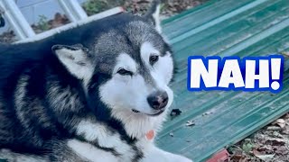 Naughty Dog Won't Own Up To His Mess And Help Clean It Up #alaskanmalamute #husky by Tonka the Malamute AKA WaterWolf 1,431 views 1 month ago 2 minutes, 59 seconds