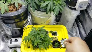 How to grow hydro weed!