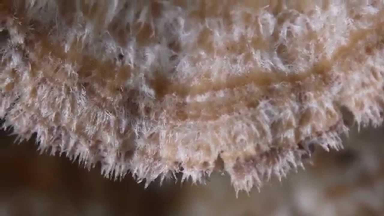 ニクハリタケ Steccherinum  ochraceum ?