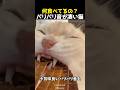 何食べてるの?パリパリ音が凄い猫