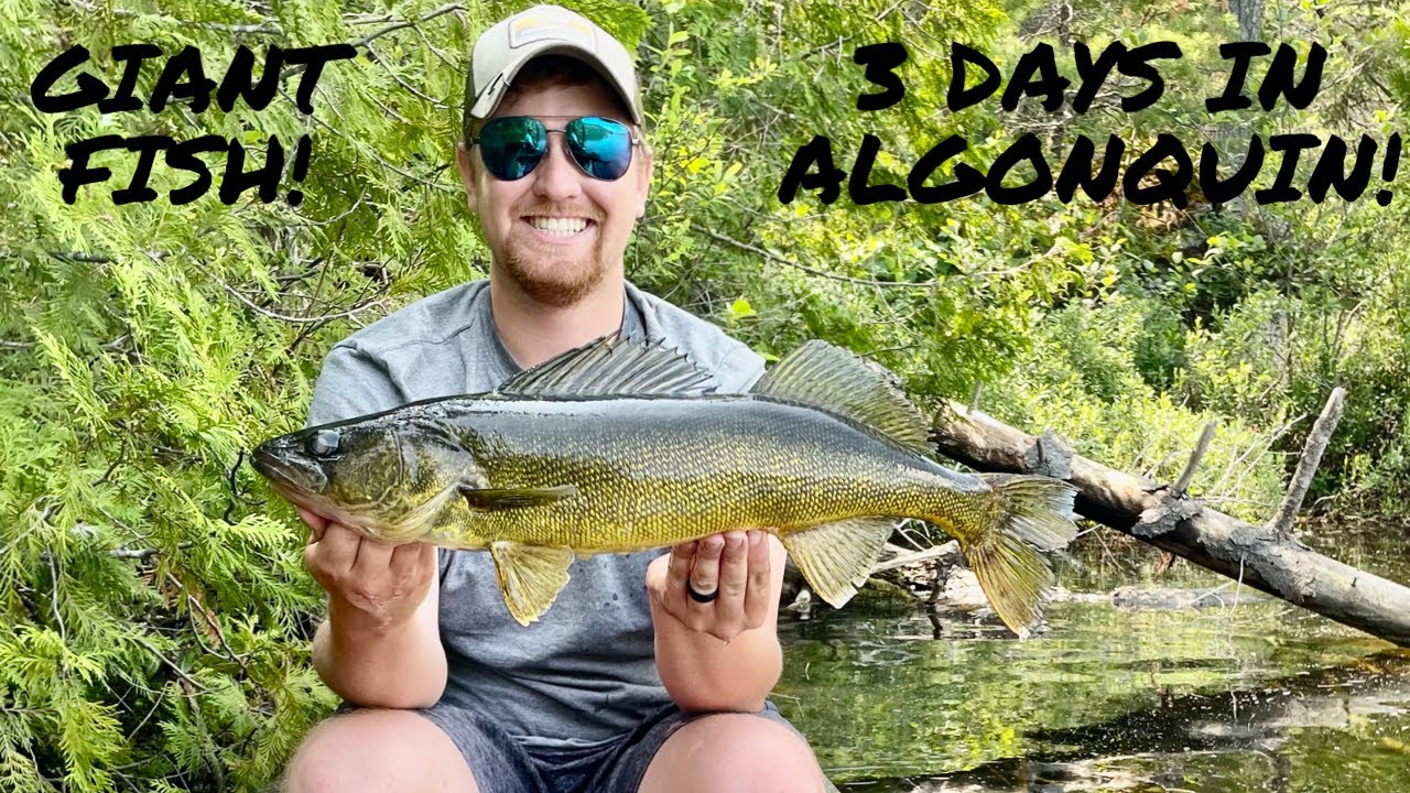 3 Days in Algonquin Park! Giant Walleye and Smallmouth Bass! 