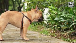 Little inquisitive French bulldog