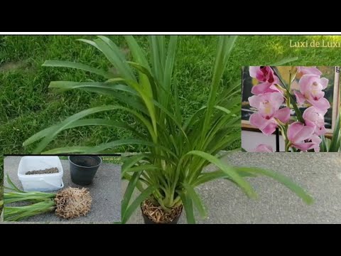 Video: Kako se cymbidium orhideje razmnožavaju?