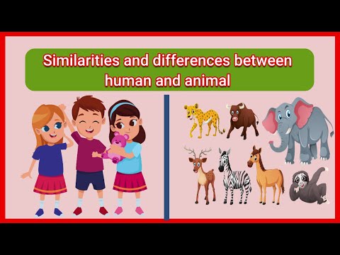 Similarities and differences between human and animal- Comparison of human and animal