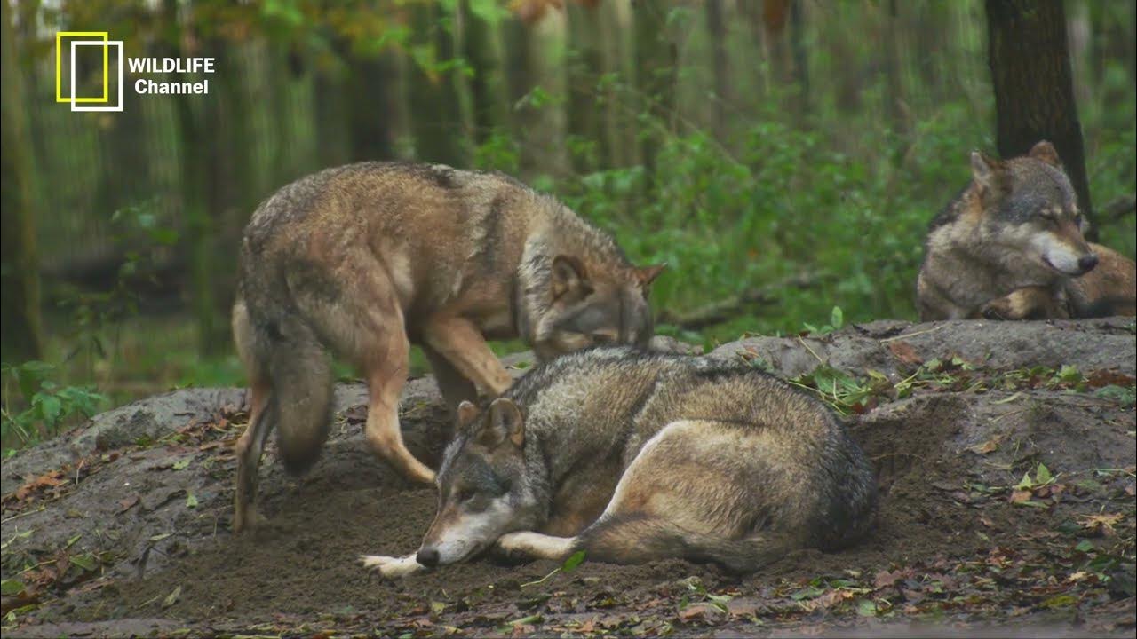 Отчаянный волк. Волчий документальный. Волки по тропе. Волк альфа самец. Спящий волк рисунок.