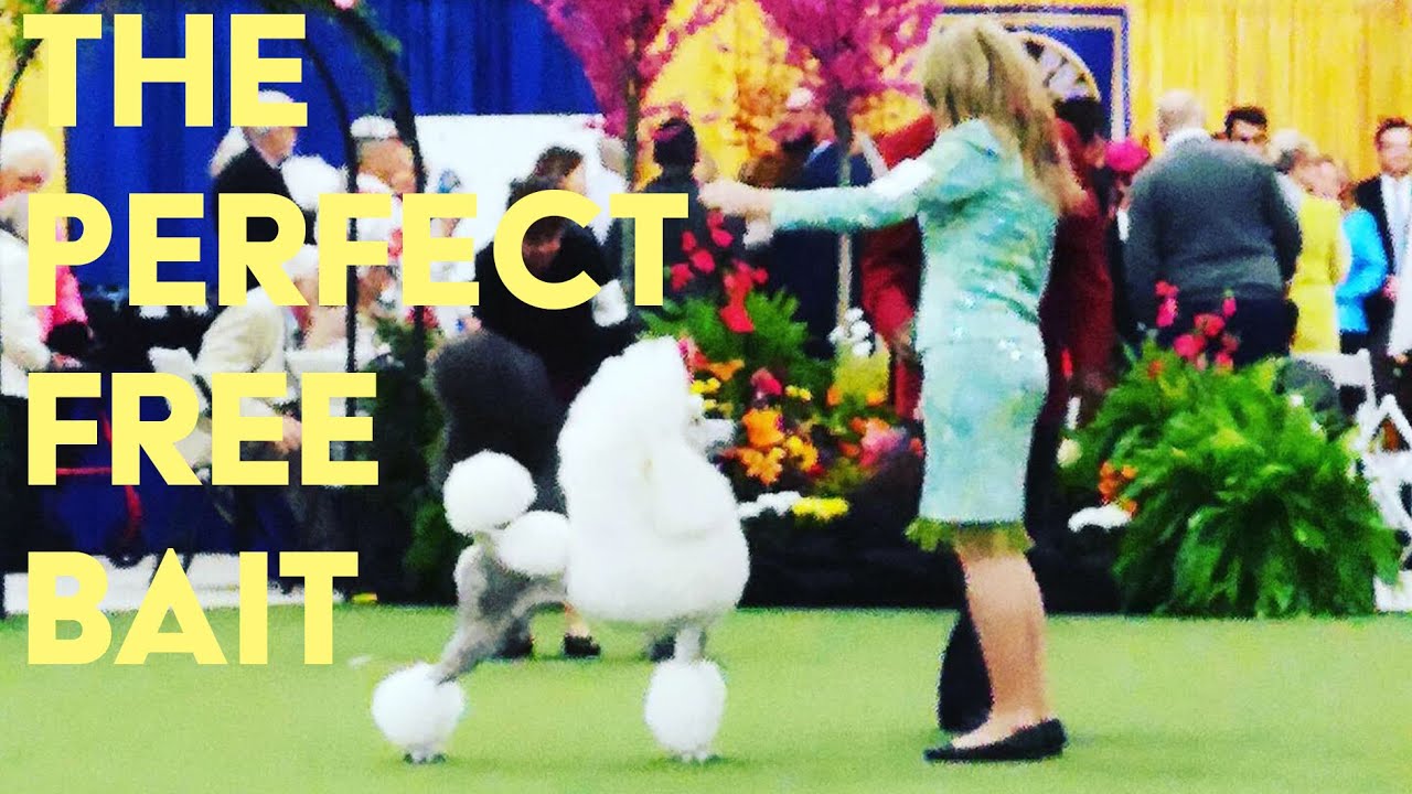 How To Master The Free-Bait