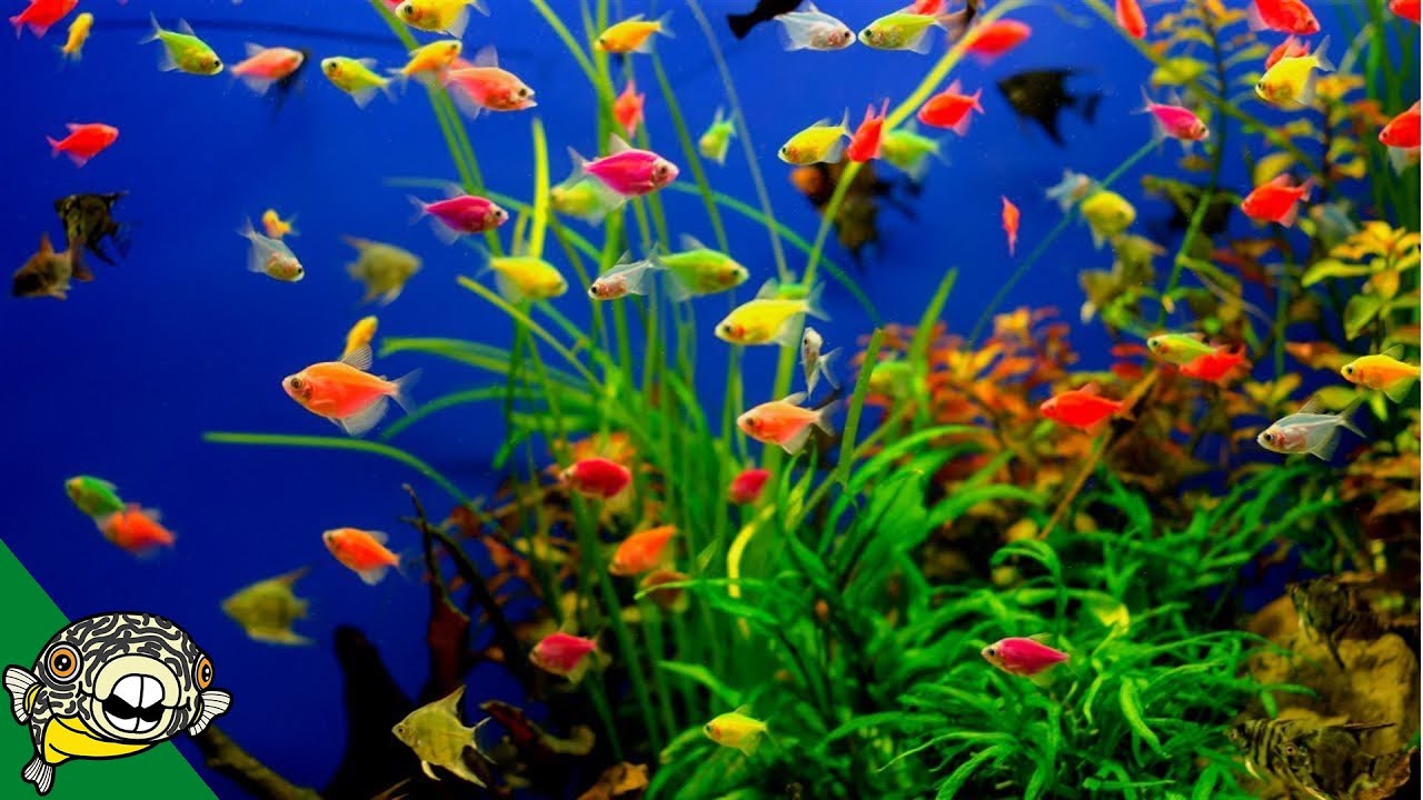 glofish aquarium