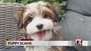 Online puppy scams: How to protect yourself against fake online dog breeders