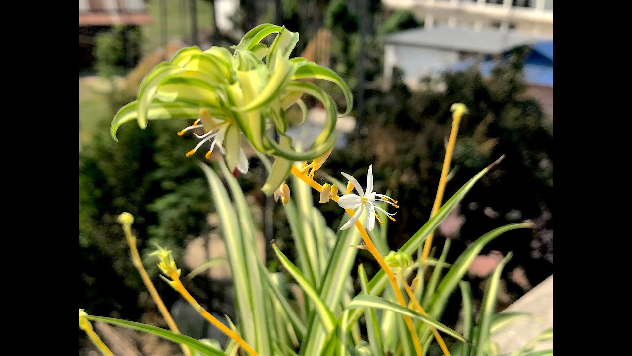 Backyard Garden - YouTube