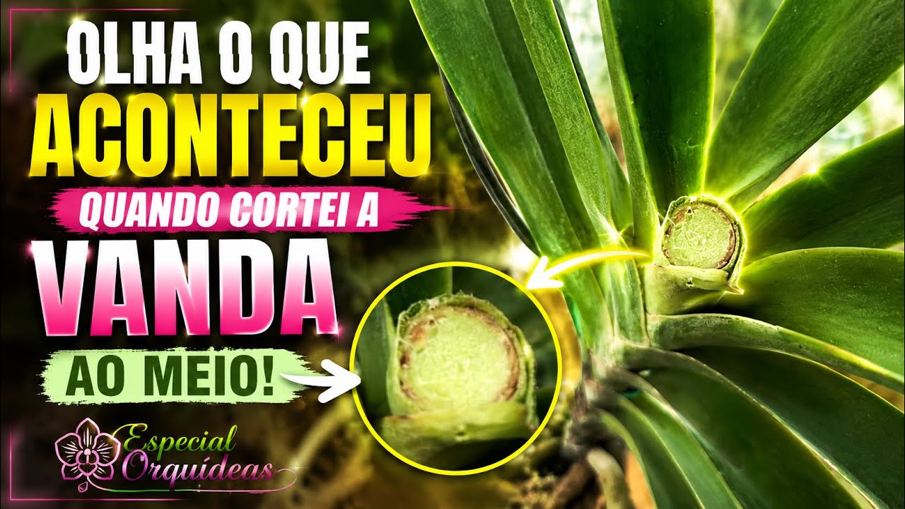 Vanda Orchid Cutting Technique