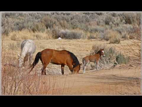 Wideo: American Indian Horse Rasa Koni Hipoalergicznych, Zdrowych I Długowiecznych