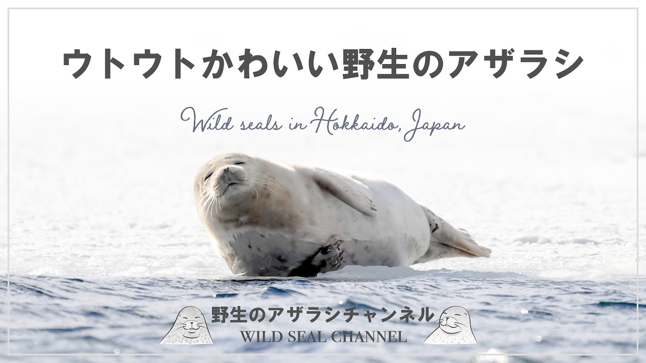 野生のアザラシ】 ウトウトかわいい野生のアザラシ（Wild seal