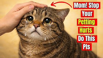 16 HIDDEN Reasons Your Cat Pulls Away When You Try to Pet Them (And How to Fix It)