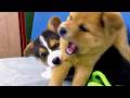 They Fought Over a Toy… What Happened After Will Melt Your Heart 🥹🐶🐶