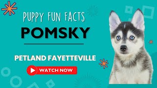 Everything you need to know about Pomsky puppies! by Petland Fayetteville 2 views 9 months ago 1 minute, 8 seconds