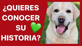 El MEJOR LABRADOR RETRIEVER ❤ ► DARKO, CONOCE su HISTORIA (CASO REAL) ✅