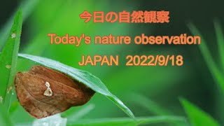 今日の自然観察　Today's nature observation　JAPAN  2022/9/18