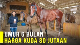 Peluang Usaha Ternak Kuda Dari Kuda Pacu,Susu Kuda Dan Breeding Kuda