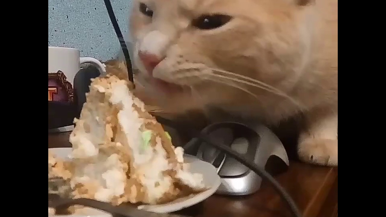 Кот ест торт гифки