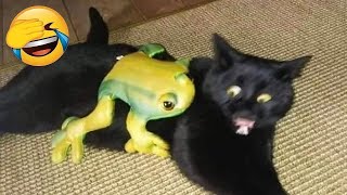 Pets Getting Scared Over Nothing - Funny Cat And Dog Videos