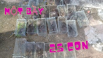 Thăm Bẫy Chuột Cống Nhum, Tập 91(Cống bông gòn)#ccvlog