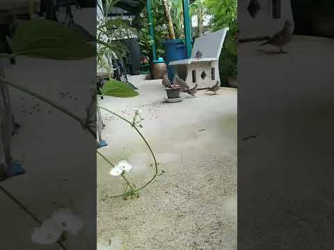 นกเขากินอะไร? What's the doves eat? #dove #birds #bird