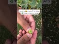 פירות החוביזה הם לא חמץ למי ששאל😄 #wildfood #ליקוט #חוביזה  #foraging