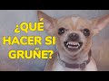 Cómo educar a un perro 🐶 | Que hacer si gruñe 🤔