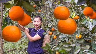 How to Pick Oranges in the Forest to Sell at the Market Selfsufficient life is wonderful!