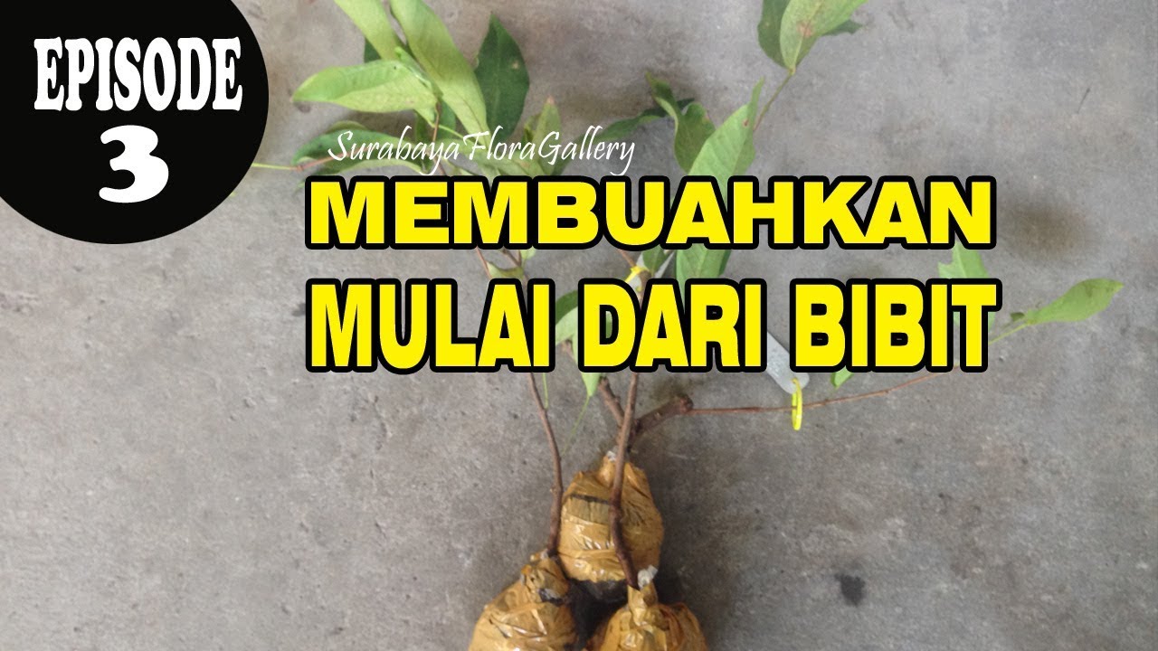 Episode 3 Cara Memilih dan Membuahkan Bibit Jambu Madu Deli Hijau Yang Baik