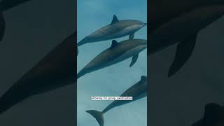 #16 Each dolphin has its own unique whistle #ocean #animal #discovery #discoverychannel #animals