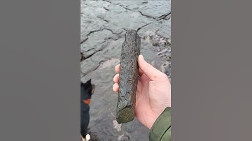 Stigmaria- the fossilized root section of Carboniferous tree like plants such as Lepidodendron.