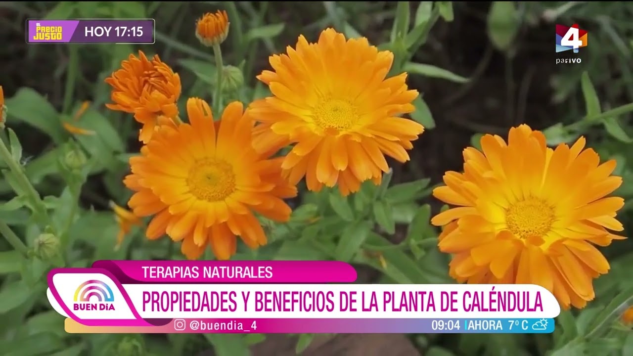 Buen Día - Terapias naturales: Propiedades y beneficios de la planta de  Caléndula - YouTube