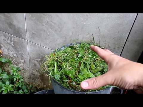 Vidéo: Thé d'engrais pour les mauvaises herbes : comment faire du thé aux mauvaises herbes pour les plantes