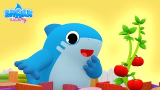 Shark Academy - Fruits and vegetables - Baby Shark Nursery Rhymes for Children