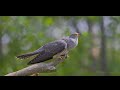 Common cuckoo / Cuculus canorus / Gegutė