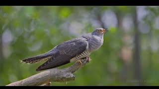 Common cuckoo / Cuculus canorus / Gegutė
