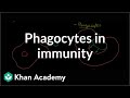 Role of phagocytes in innate or nonspecific immunity | NCLEX-RN | Khan Academy