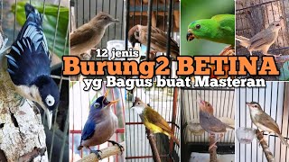 Burung masteran BETINA, 12 jenis burung betina yang bagus untuk masteran dan kicauan.