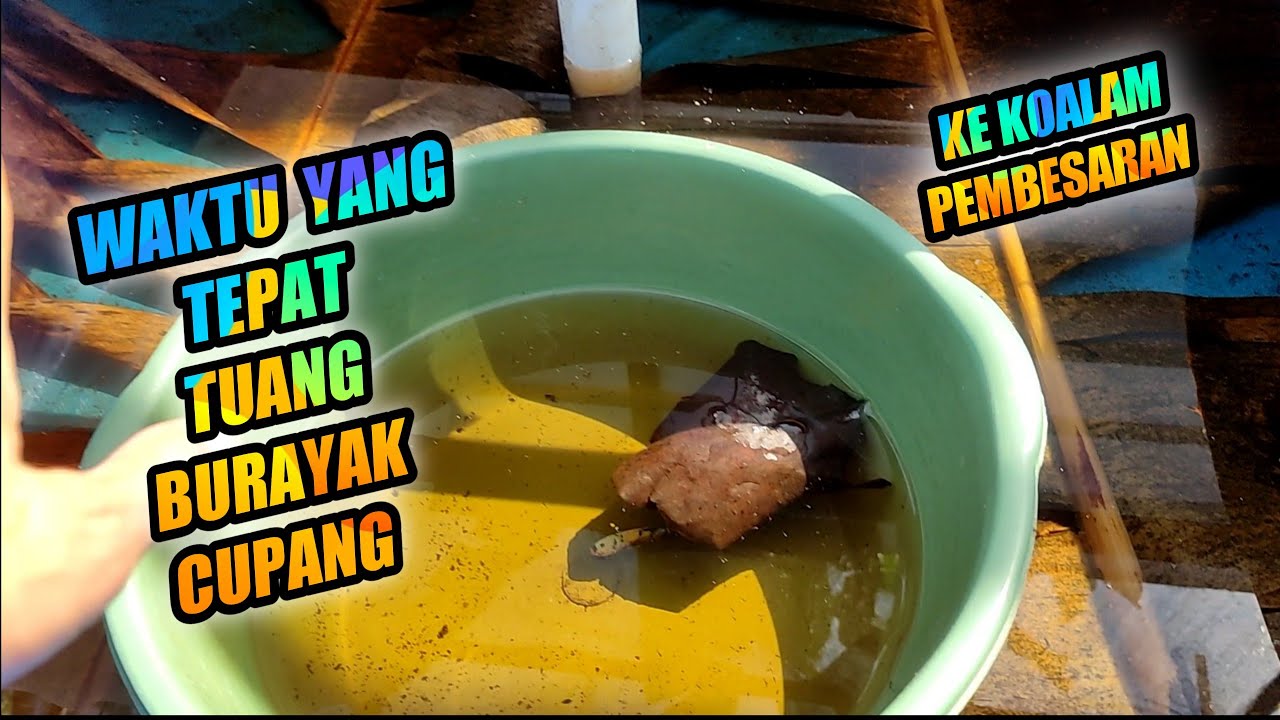 waktu yg tepat burayak dipindahkan ke tempat pembesaran