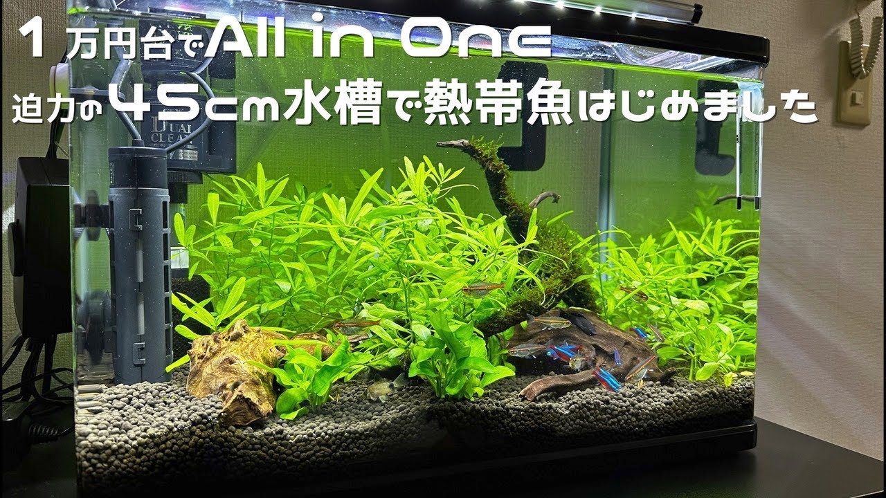 【アクアリウム初心者/45cm水槽】カージナルテトラ・グローライトテトラの群泳を楽しむ YouTube