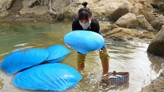 Blue giant clams appeared in the dry river in the wild, and the girl discovered a treasure of pearls