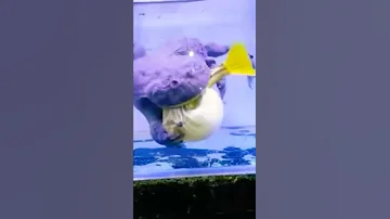 Toad Vs Fugu Shorts 