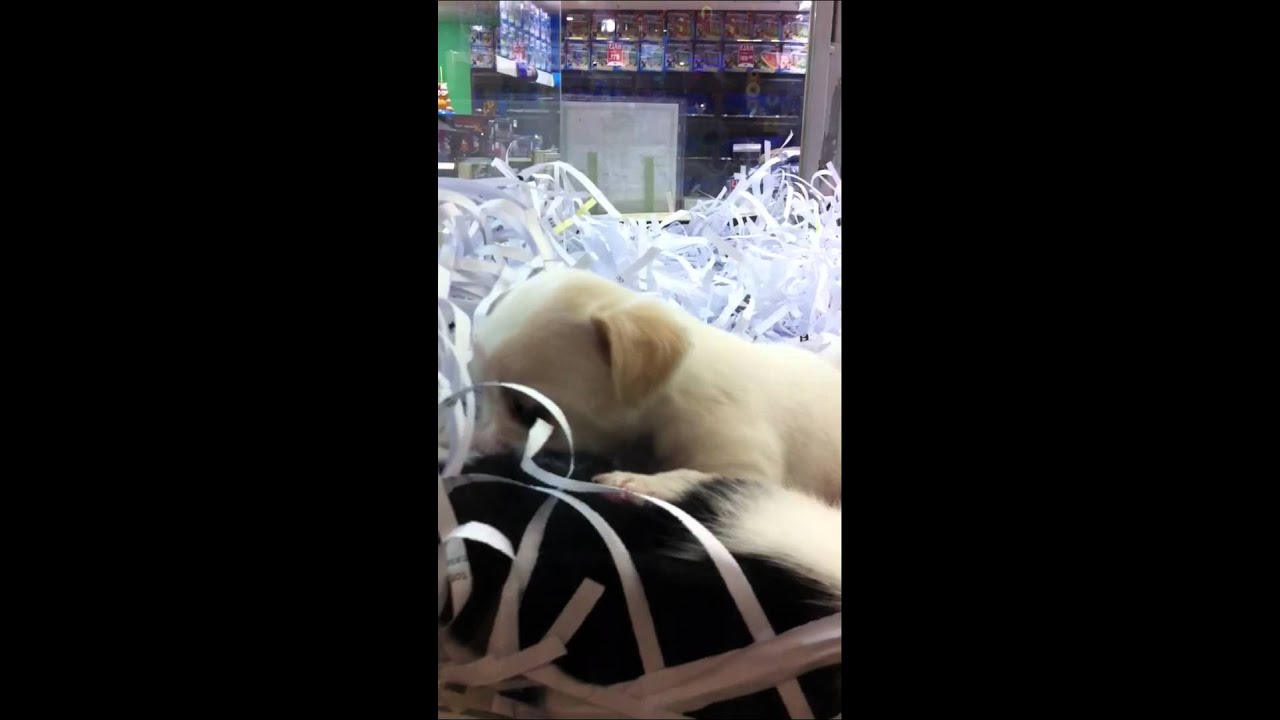 Cute Puppy Pet Shop YouTube