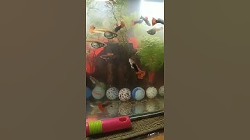 Cá cảnh #trending #shorts #video #tiktok | Cá cảnh Triệu View