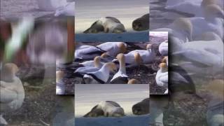 Sean Sypeks My Edited Video V2 Slow Edition Vs Shuric Scan Master 2017