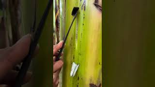 Amazing Banana Stem Fiber Extraction Process! 🤯 #shorts #diy